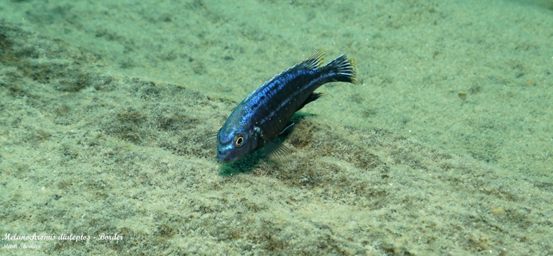 Melanochromis dialeptos 'Border'